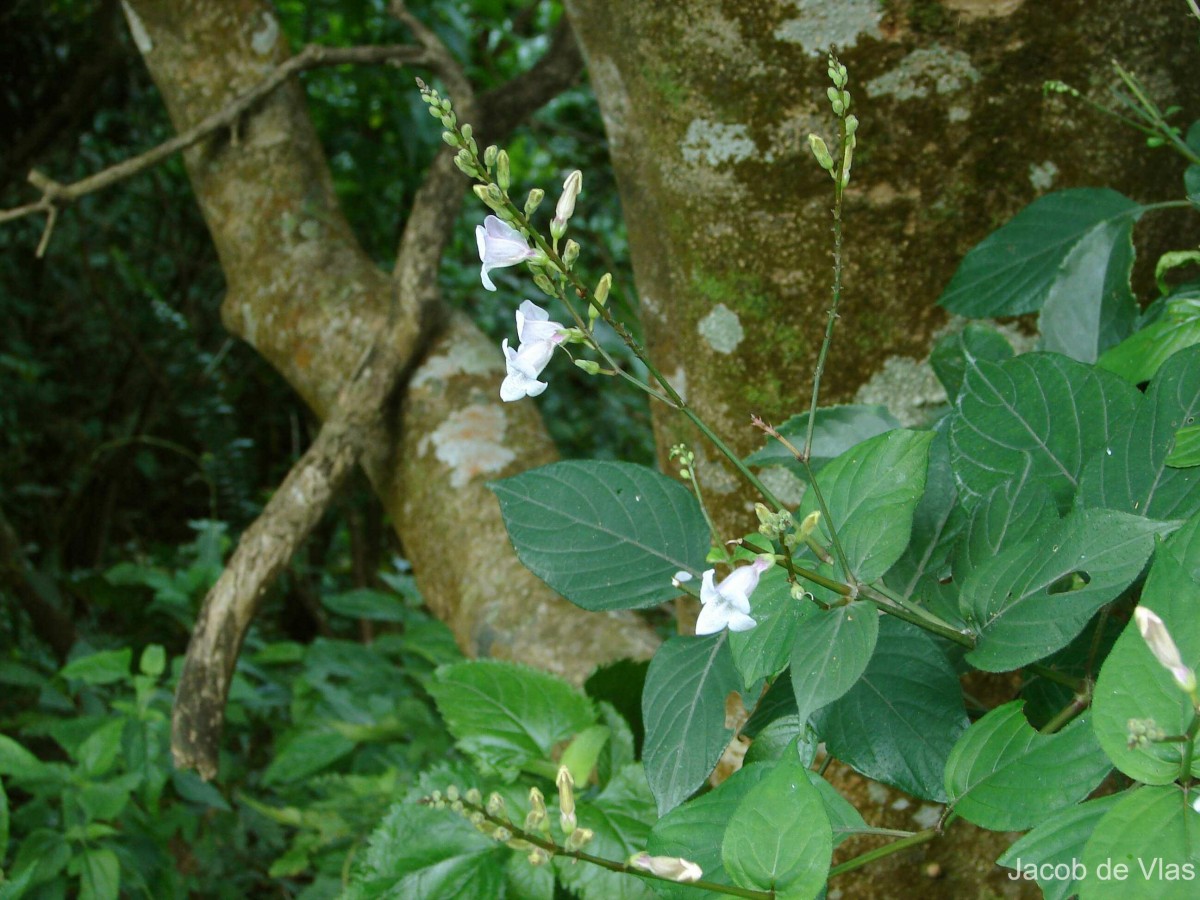 Asystasia chelonoides Nees